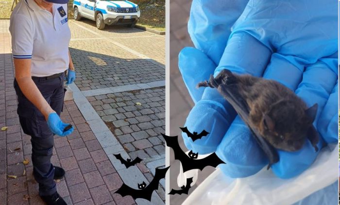 Piccolo pipistrello salvato a Opicina: storia a lieto fine grazie alla Polizia Locale