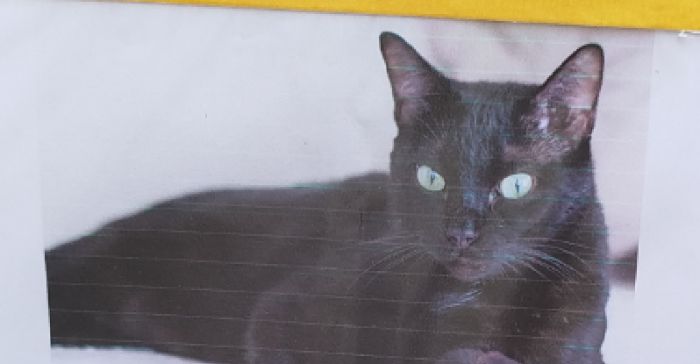 Trieste, il curioso avviso in Piazzetta Santa Lucia: “Questo gatto nero non è abbandonato” 