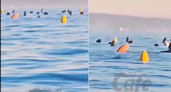 Trieste, alba magica del 10 agosto: i delfini danzano a pochi metri dalla costa dei Barbari (VIDEO)