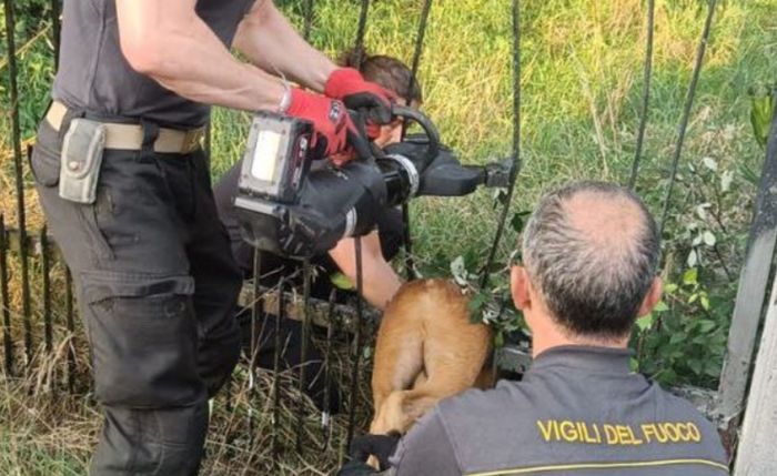 Capriolo rimane incastrato in una recinzione: liberato dai Vigili del fuoco