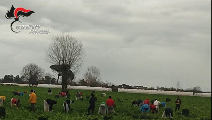 Trieste, controlli contro lo sfruttamento nel settore agricolo: scoperte irregolarità e attestati falsi (VIDEO)