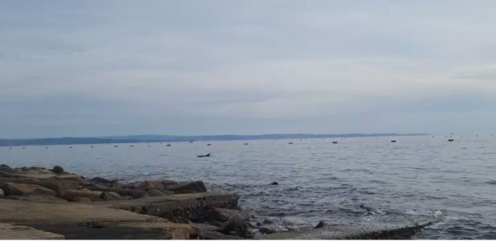 Tra Grignano e Santa Croce, l’incanto del mare di trieste: un delfino nuota a pochi metri dalla riva (VIDEO)