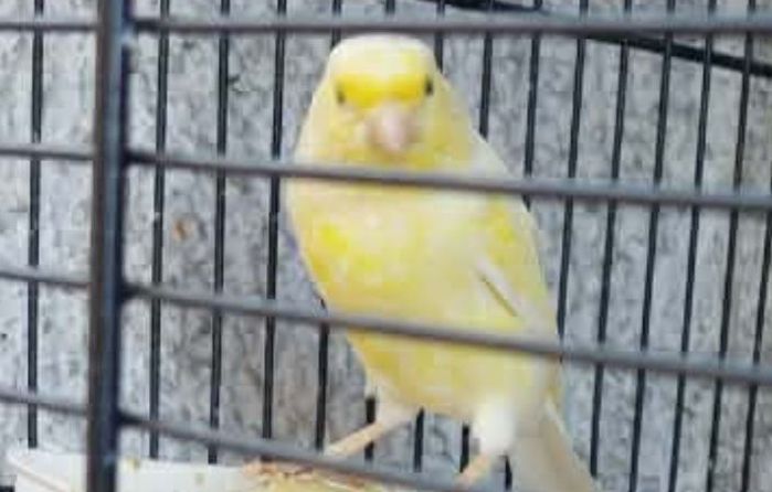 Trieste, canarina smarrita a roiano dopo una fuga improvvisa: scatta l’appello dei proprietari