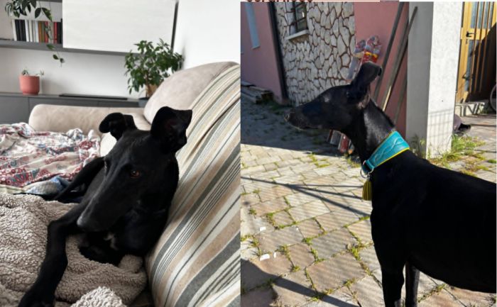 Cane smarrito a Cattinara: appello per ritrovare Dea