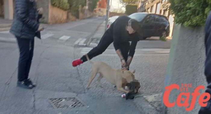Piazzale Cagni, gatto sbranato: racconto di un testimone solleva dubbi sulla gestione del cane (ESCLUSIVA)