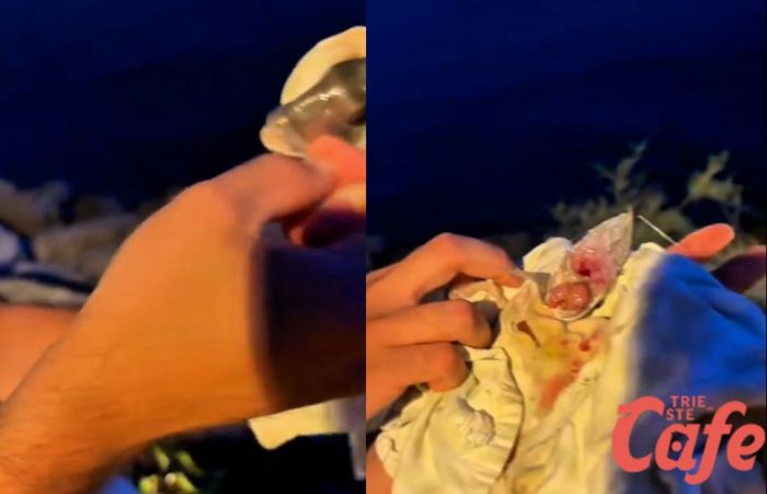 Mistero nelle acque di Barcola: orata tagliata di netto da un predatore sconosciuto (VIDEO) 