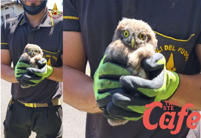 Soccorso gufo rimasto incastrato in una bocca di lupo di un abitazione privata