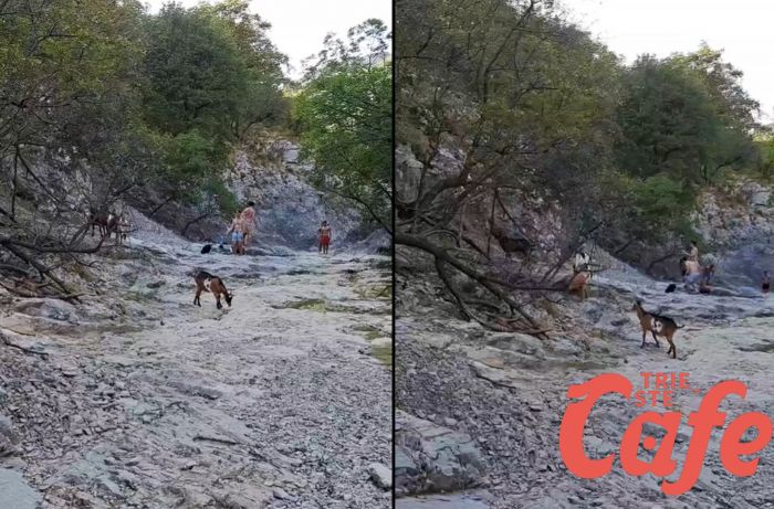 Ferragosto in Val Rosandra per numerosi triestini: poca acqua ma tante.. caprette! (VIDEO) 