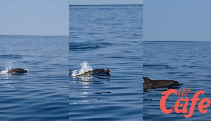 Delfini danzano a largo di Barcola, lo spettacolo è mozzafiato! 