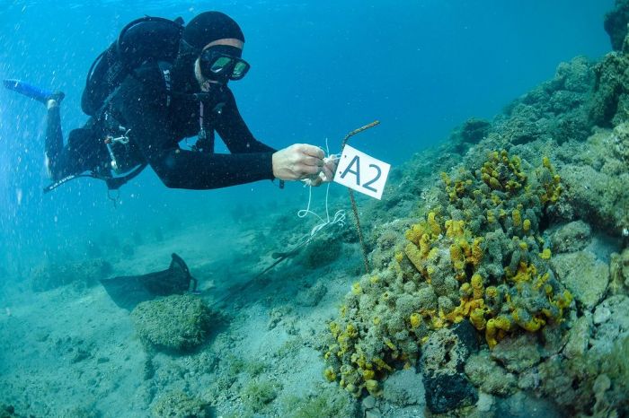 Area Marina Protetta Miramare, spugne sotto stress: 70% degli esemplari vittime di sbiancamento 