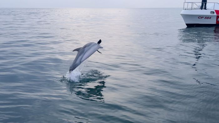 Rete illegale di 2 km recuperata nel Golfo di Trieste: a rischio pesci, delfini e specie protette (FOTO)