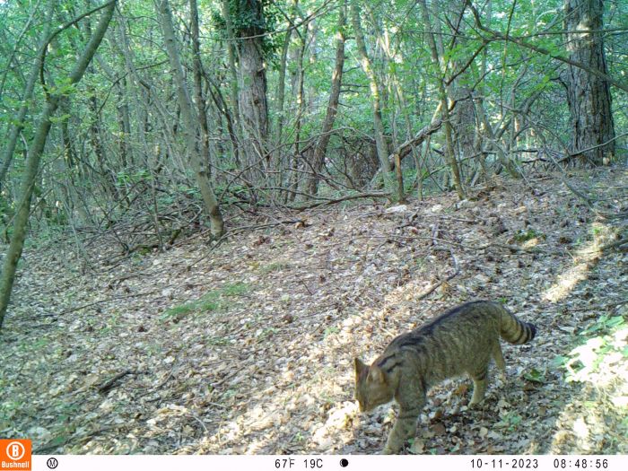 Orsi, cervi ed altri animali: progetto nel Parco delle Prealpi Giulie coordinato dall’Università (VIDEO)