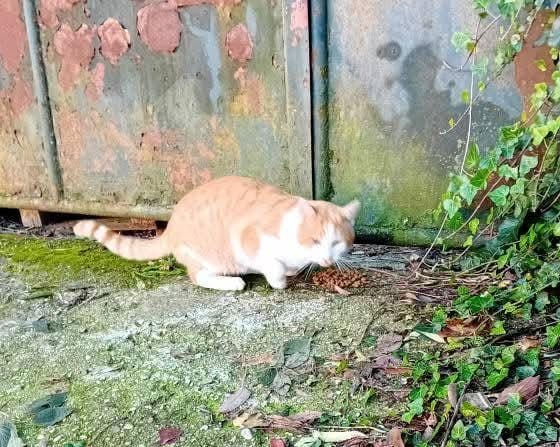 Abbandono o fuga? Gatto di nuovo avvistato in via Cumano