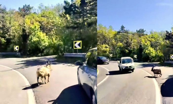 Strada per Basovizza, una capra invade la carreggiata (VIDEO) 