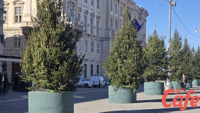 Piazza Unità si veste di Natale: gli alberi sono posizionati, la magia ha inizio