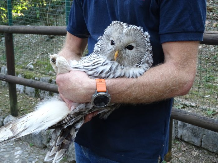 Una coppia dei rari allocchi degli Urali è arrivata dall'Austria alla Riserva di Cornino