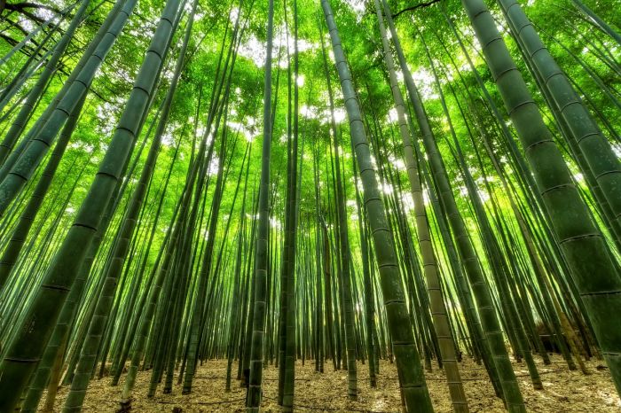 Trieste tra le città italiane con il maggiore numero di alberi monumentali 