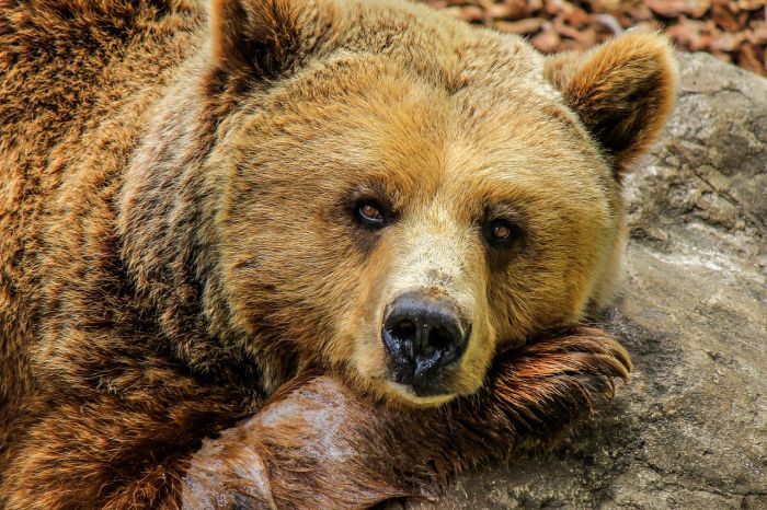 Tragedia sul Carso Sloveno, cacciatore uccide un orso