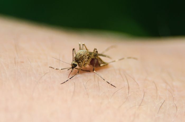 Sanità: Unicef, accordo per la fornitura del nuovo vaccino contro la malaria 