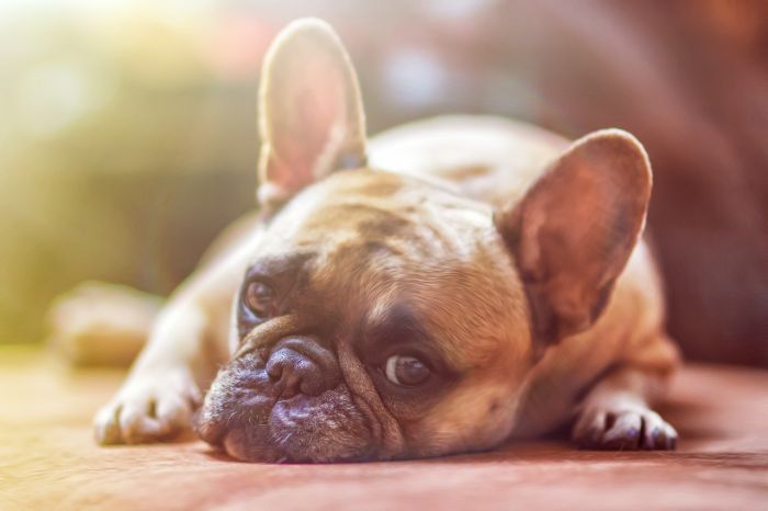 Quanto costa nutrire un cane?