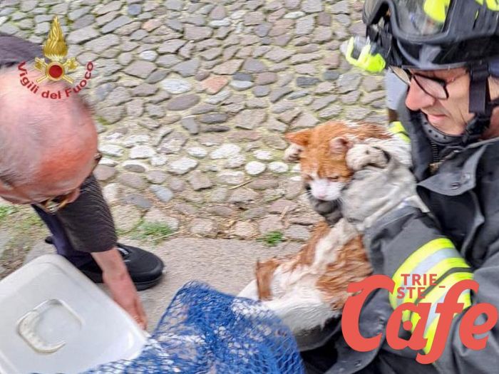 Salvato dai vigili del fuoco un gatto caduto in un canale (FOTO)