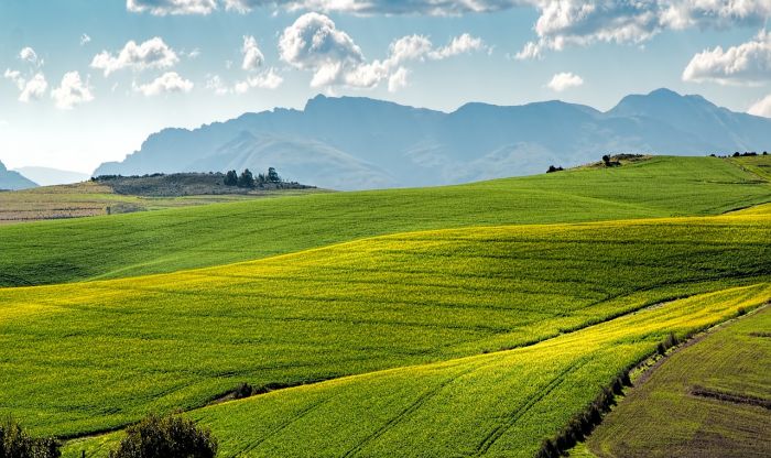 Alimentare, Scocchia (Illycaffè): E' allarme, entro 2050 persa metà delle terre coltivate