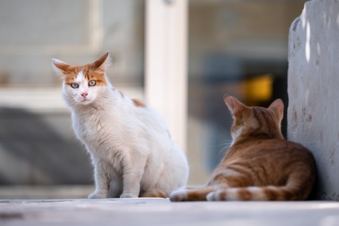In vacanza senza pensieri, gli animali domestici principale preoccupazione per i triestini 