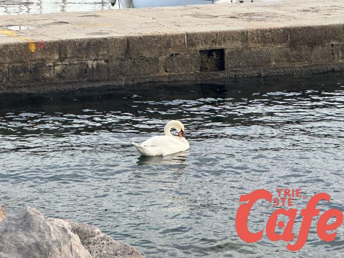 Sorpresissima a Barcola, uno splendido cigno augura a tutti buona settimana (VIDEO)