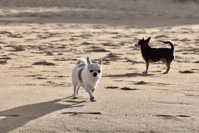 Bau Beach, la spiaggia per cani di Trieste apre a metà giugno (VIDEO)