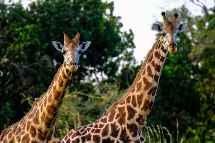 In Kenya 'usano' le giraffe per portare la pace tra tribù in guerra