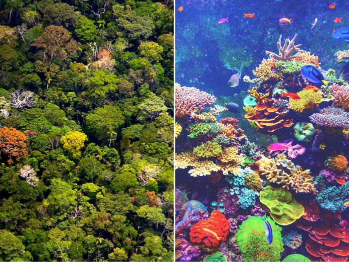 La biodiversità favorisce la stabilità degli ecosistemi, lo studio OGS