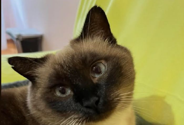 (RITROVATO) Appello urgente a Trieste: smarrito un gatto siamese in zona San Giovanni-Sottolongera