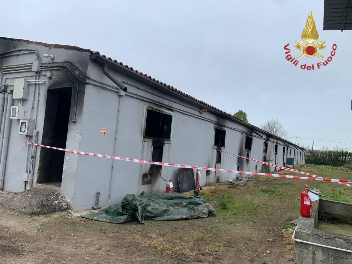 Tragedia in Veneto, incendio in un capannone adibito ad allevamento; morti 200 maiali 