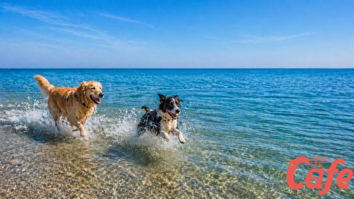 Bau Beach pronta all’inaugurazione: “Primo spazio dedicato ai cani sul lungomare di Trieste” (VIDEO)
