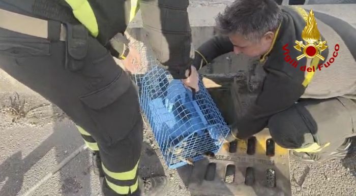 Salvataggio in via Flavia: anatroccoli soccorsi dai Vigili del fuoco e riconsegnati alla madre