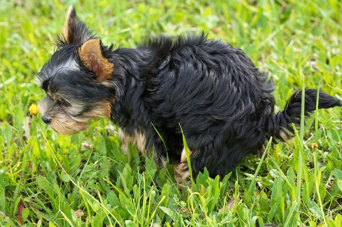 Test del DNA per i cani, la proposta di un triestino contro degrado urbano e "cacche selvagge" 