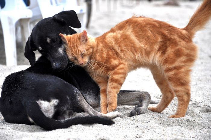 Animali: studio, padroni curano più il cane del gatto 