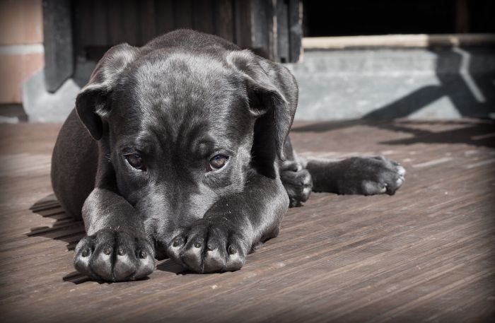 Lasciano il cane chiuso in auto sotto al sole e vanno a fare un aperitivo