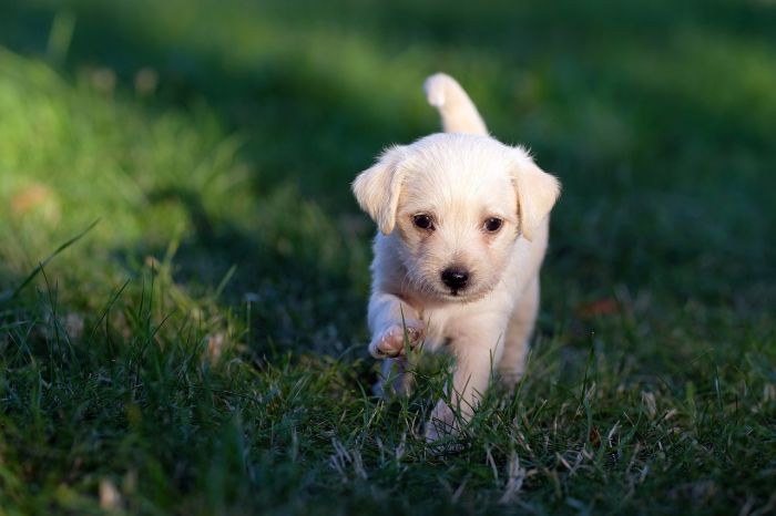 Benessere degli animali: a Duino Aurisina in arrivo un’area di sgambamento per cani