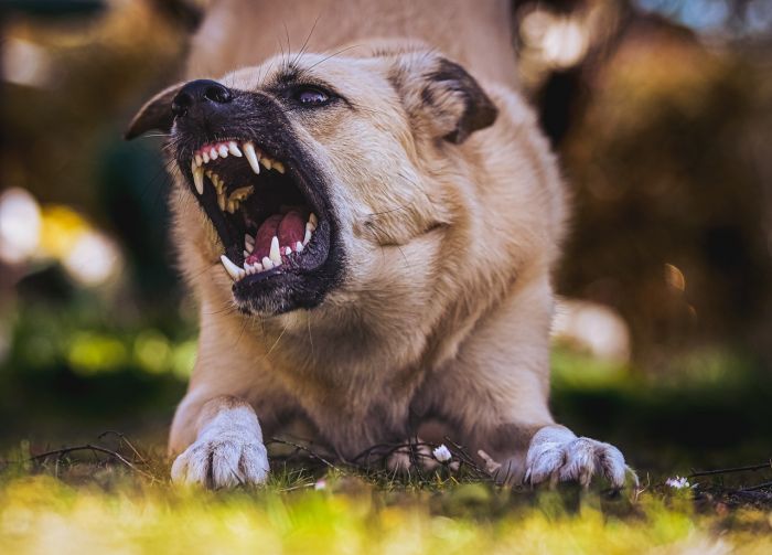 "Possessori di Cani potenzialmente pericolosi in Fvg, necessaria adozione Patentino obbligatorio"