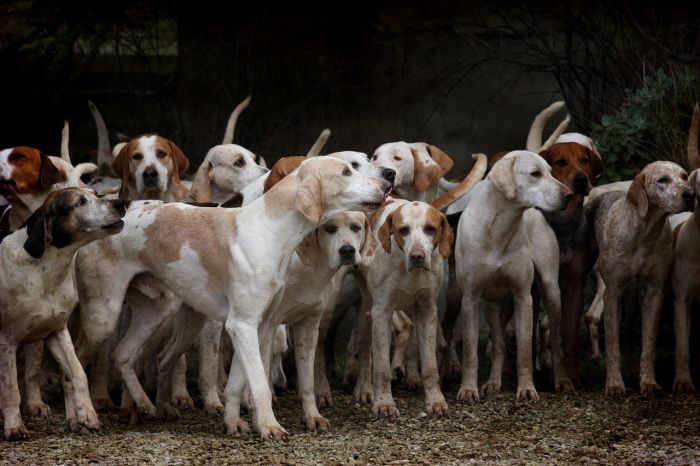 Appello di una triestina esperta: ‘Cani sui binari e nelle grotte, fermiamo queste tragedie’"