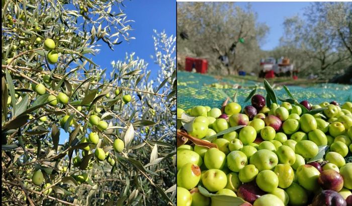 L'olio di Bianchera del Carso triestino entra nella famiglia dei Presìdi Slow Food 