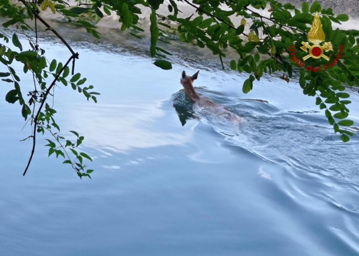 Capriolo in difficoltà salvato dai vigili del fuoco (FOTO)