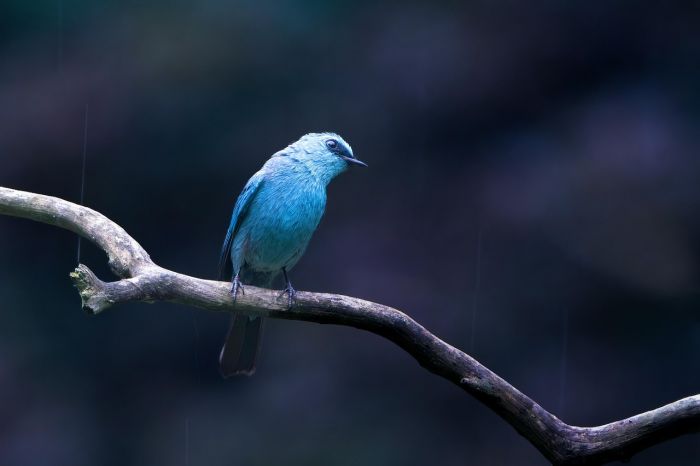Primavera e fauna selvatica, la LIPU FVG invita alla prudenza: "Proteggiamo i nostri animali"