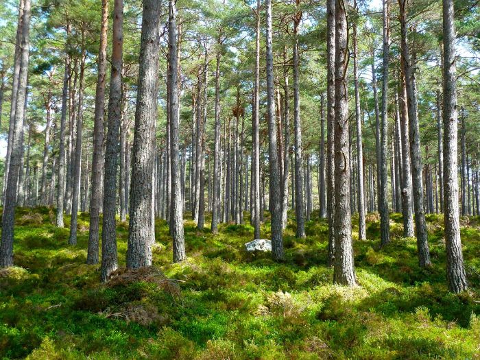 Nasce WWF FVG, in prima linea per la salvaguardia dell'ambiente e per la lotta al cambiamento climatico