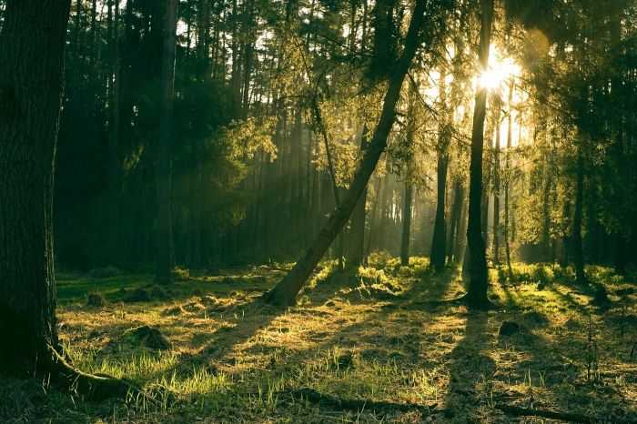  Alberi Monumentali d'Italia, 404 nuovi ingressi nel 2024: Trieste al Top in Italia!!