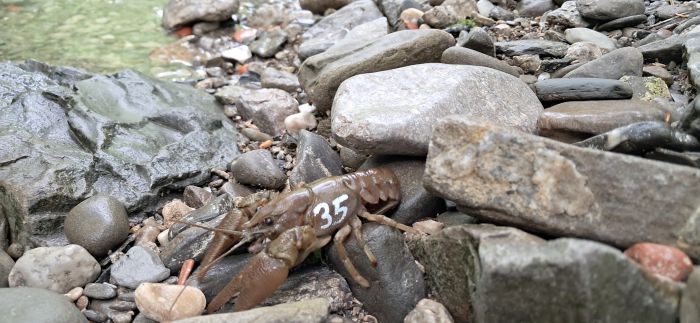 Gambero di fiume a rischio estinzione: Fvg corre ai ripari contro la specie killer della Louisiana