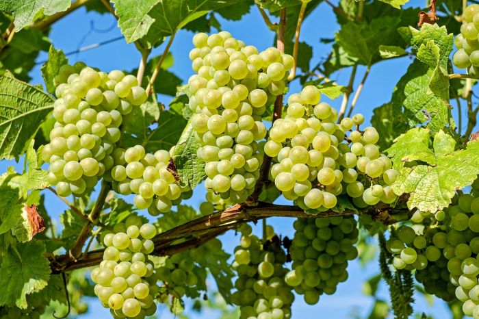 Vendemmia in Fvg, nel 2025 atteso un incremento del 10%