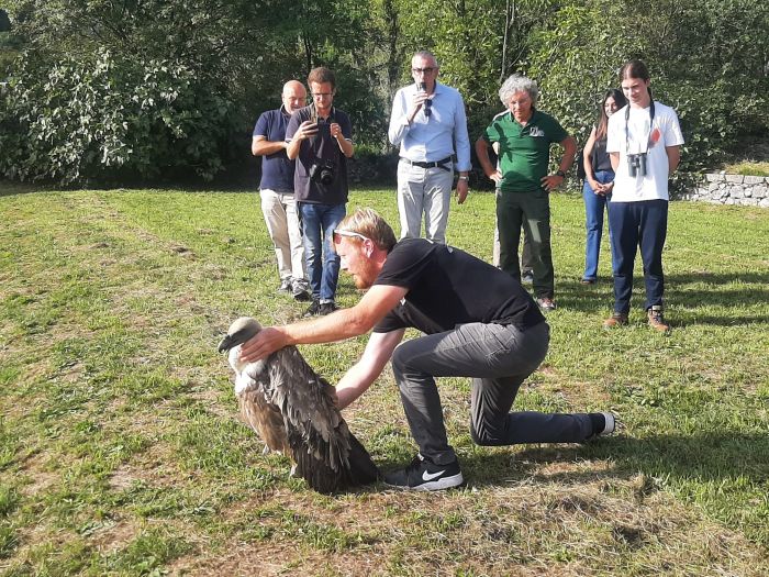 Tre grifoni tornano a volare: spettacolare liberazione alla Riserva di Cornino tra applausi e scienza (FOTO)