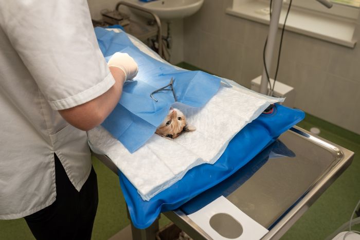 Trieste, una triestina ringrazia per il ritorno del servizio veterinario d’emergenza